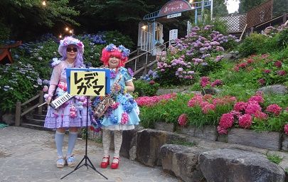 gamaあじさい