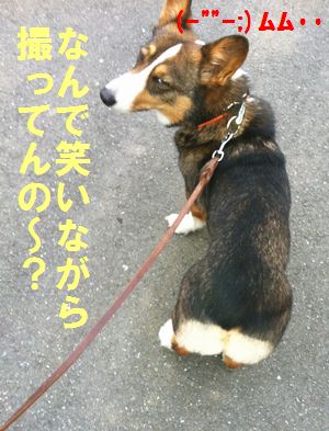 なに笑ってんの〜?(=n=;)ムムゥ