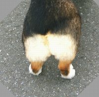 �ѥåĥ���ȱ�ߤ���