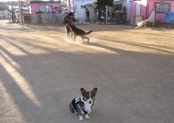 大型犬は迫力満点!