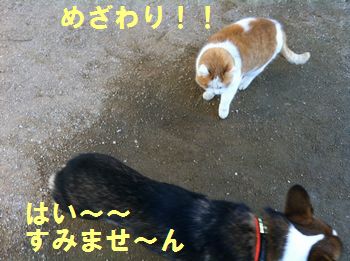 猫パンチには気をつけろ!