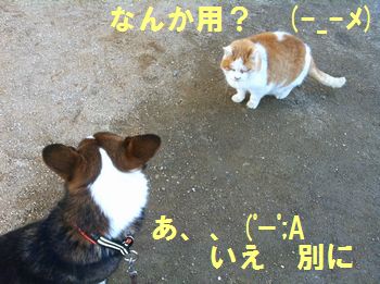 眼光鋭いニャンコです