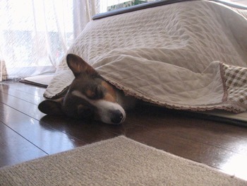 グースカピ〜zzz