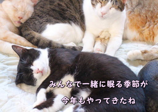 zzz20