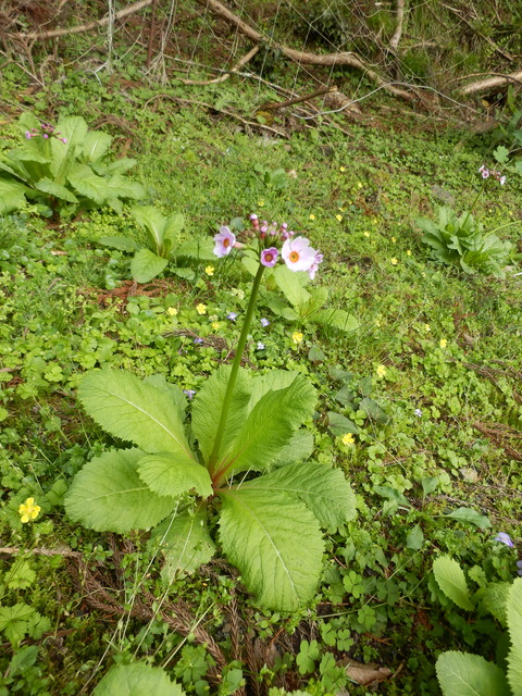 P4261358