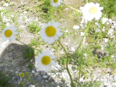 P5020420