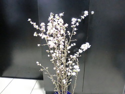 CIMG0473