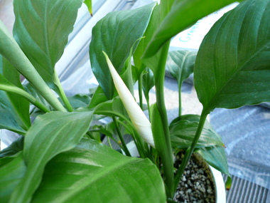 P1050357