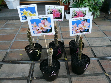 P1050405