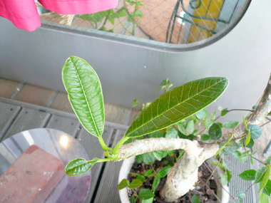 P1050368