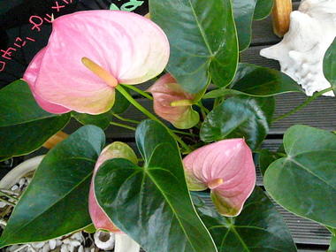 P1050352
