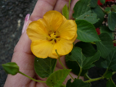 P1050374