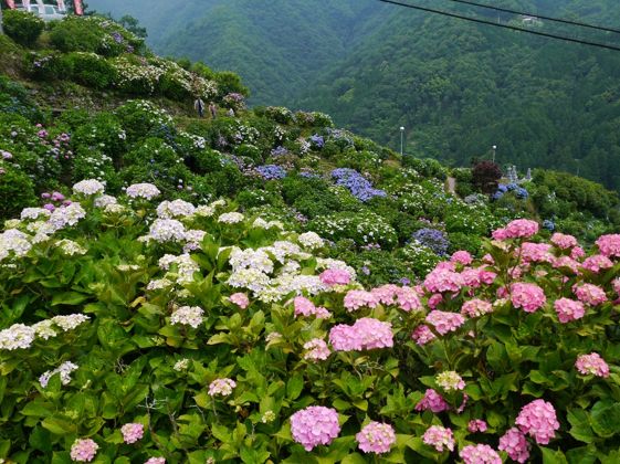 紫陽花