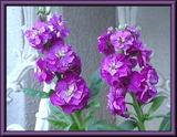 14nov08b