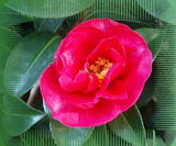 山茶花