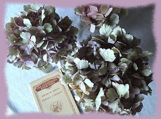 19juillet15a