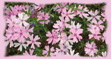 桜草