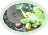 50909a7e.gif
