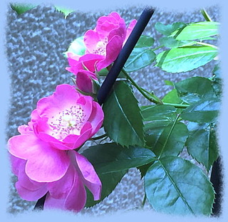 27mai16d