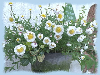 5mai15c
