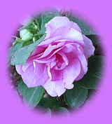 7f37e582.gif