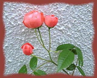 28mai14c