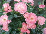 9465140e.jpg