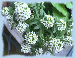 24mai15h