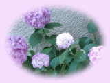 紫陽花