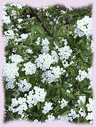 7mai17f