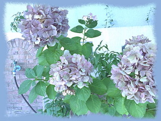 7aout15c