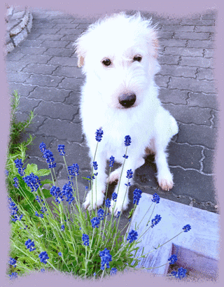 28mai18d