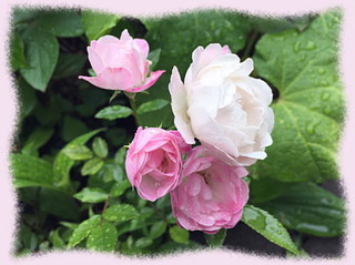 29mai16c