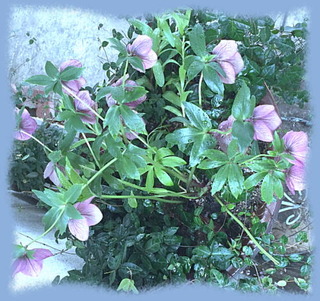 8mai16g