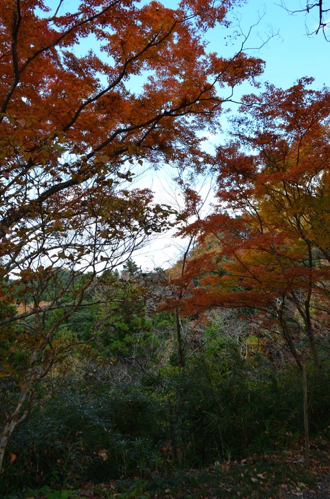 DSC_0371