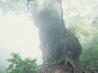 sugi縄文杉NK-25