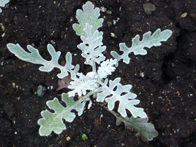 P1020425