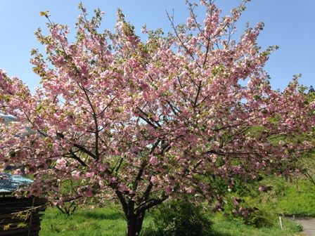 八重桜