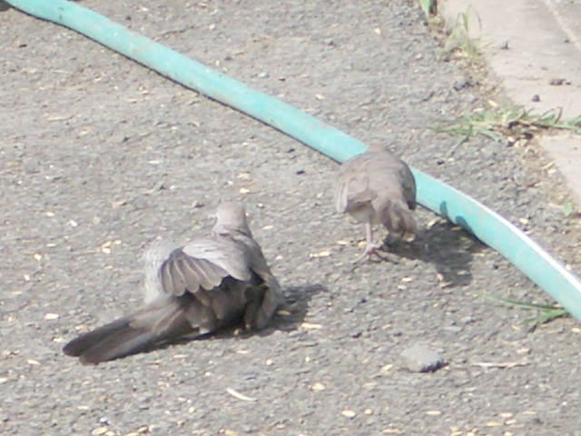 hato