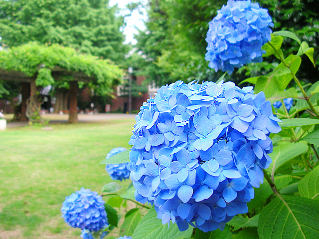 紫陽花