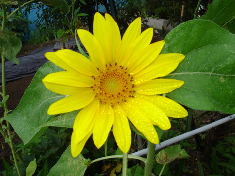 DSC09150