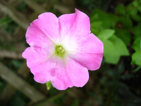 DSC09151