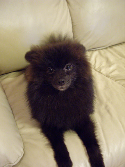 20110921-4kumako