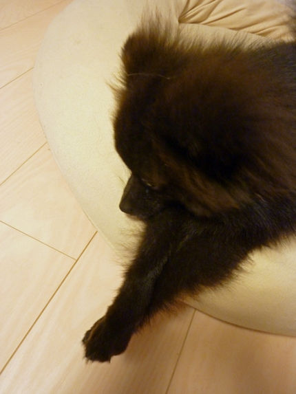 20110927-7kumako