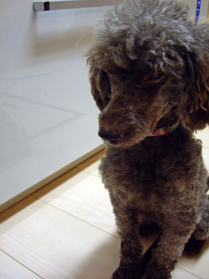 20110921-6kumako
