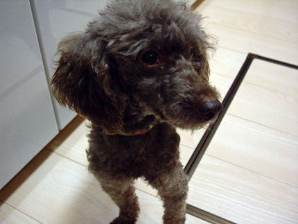 20110921-7kumako