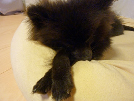 20110927-5kumako