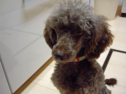 20110921-5kumako