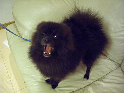 20110921-3kumako