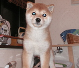 MOKU